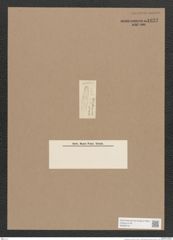 Navicula sp. (de-Toni-Nr.: Genus 1) Zeichnungen Sammlung Grunow Nr. 1623 (NHMW-BOT-W0368181)